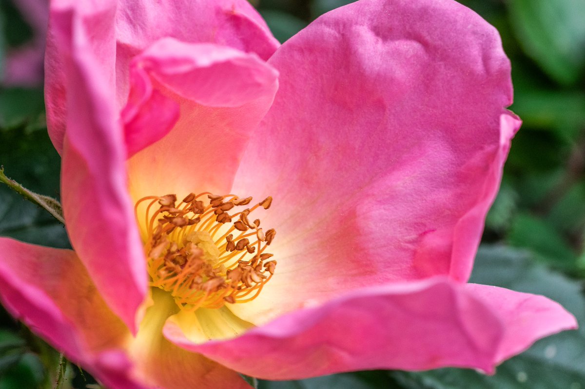 lefowlerstudio's tweet photo. Pink dog rose
.
.
 #photography #dogrose #nikonphotography #nikon #nikond5300 #macro #macrophotography #naturephotography #macronature #macroflower #flowerphotography  #flowers https://t.co/4vqocw3c3z