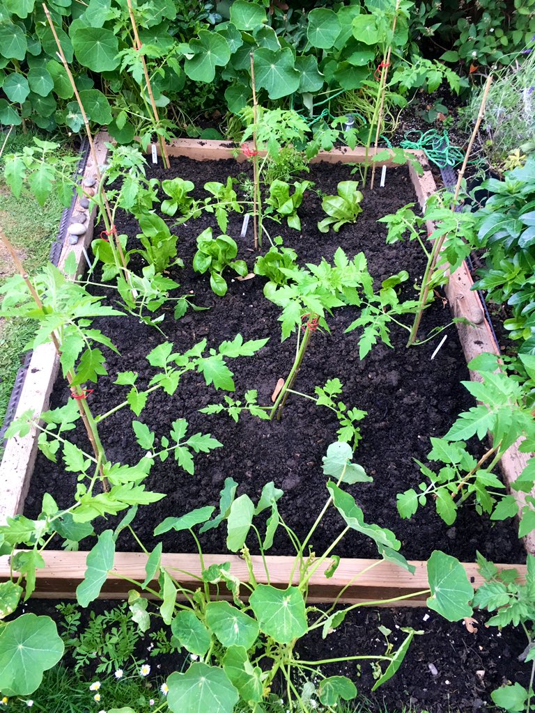Eight bush tomatoes and some carrots now planted out alongside the lettuce. Bloody 'eck, I'm shattered. Tomorrow: cucumbers, courgettes and peas...
