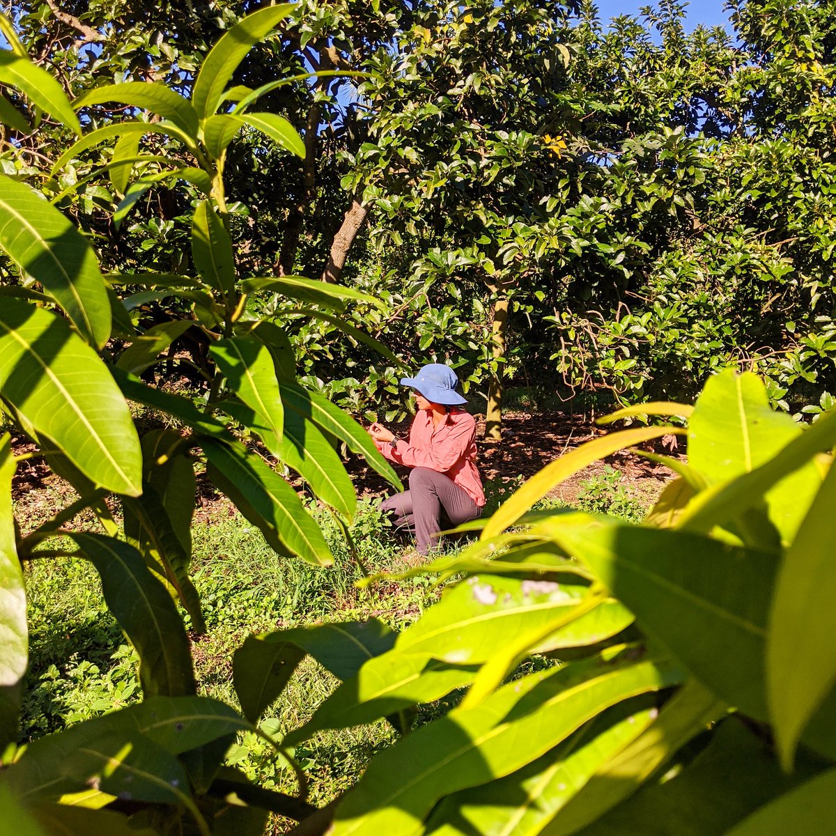 rodrigueztornes's tweet photo. Field inspection deep in the ochard.
#orchard #trees #fruittrees #mangotree #avocadotree #plants #horticulture https://t.co/qXmQc9ySUW