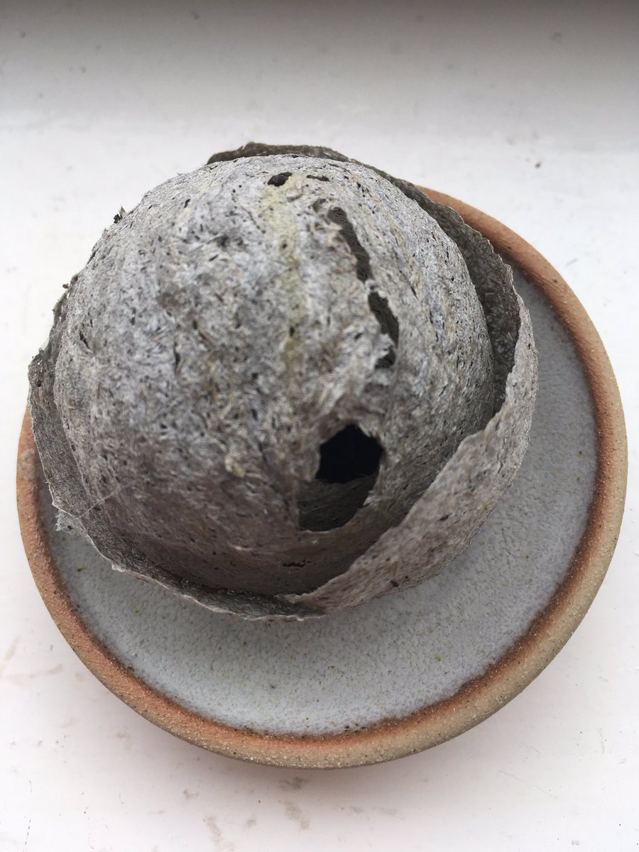 Jan_Lentzos's tweet photo. Coincidentally...
Weโve found a small abandoned wasp nest...
In our garden patio storage bench...
๐ ๐ ๐ ๐ ๐ ๐ ๐ ๐ ๐ #WaspNest #WorkOfArt #FascinatingCreatures #Wasps #InOurGarden #GoodToSee #Pollinators #Flowers #Insects #Butterflies #Bees #Nature #InMyGarden #GardenLife https://t.co/7oi6pv74Dv