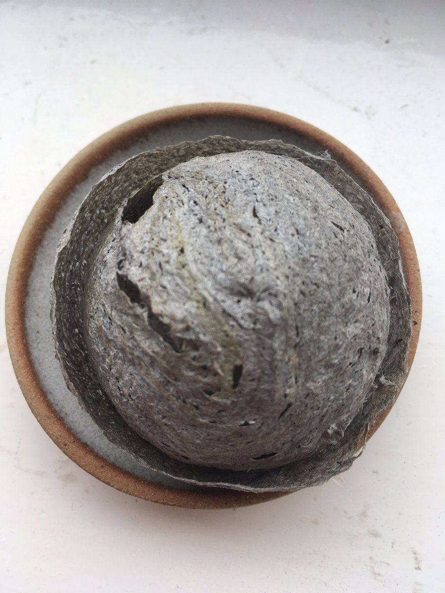 Jan_Lentzos's tweet photo. Coincidentally...
Weโve found a small abandoned wasp nest...
In our garden patio storage bench...
๐ ๐ ๐ ๐ ๐ ๐ ๐ ๐ ๐ #WaspNest #WorkOfArt #FascinatingCreatures #Wasps #InOurGarden #GoodToSee #Pollinators #Flowers #Insects #Butterflies #Bees #Nature #InMyGarden #GardenLife https://t.co/7oi6pv74Dv