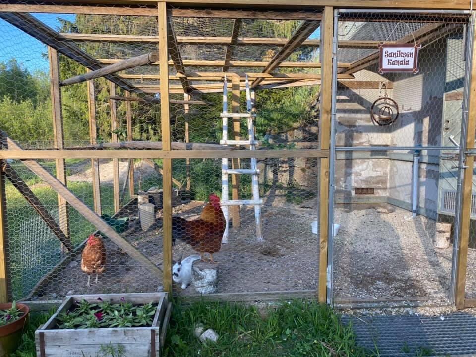 sanaskoti's tweet photo. Uuset kesälampaat saapuivat Sanaskodille.

GreenCare -puutarha ja elänavusteista terapiaa 🌿🐱🐔🐑

#greencare #paavoterapiakissa #terapiakissa #eläinterapia #kesälampaat https://t.co/PGXd9iVJ6J