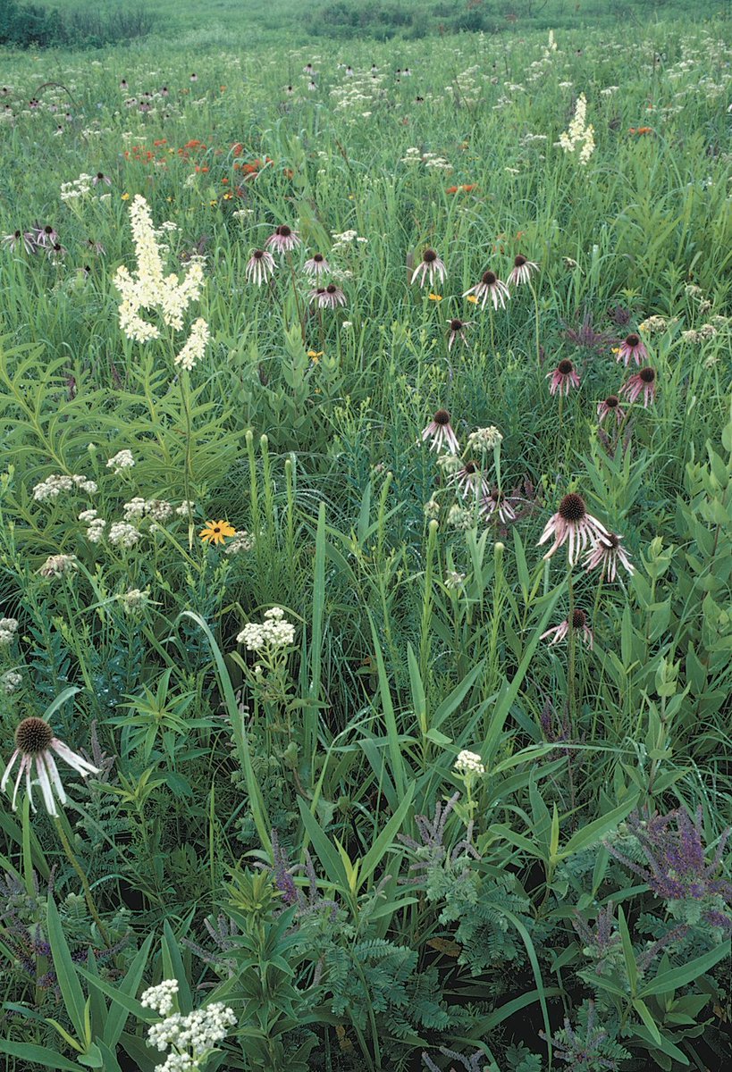 MO_Prairie's tweet photo. Field Trip!
Sat. June 20th 10-3: Pawnee and Helton Prairie Natural Areas Tour with MDC Natural Community Ecologist Mike Leahy. Tour rare deep soil prairies of northern MO, owned by the @MDC_online. Limited to 20. Register here: https://t.co/C6643OArxY https://t.co/kf8v5H4EYS