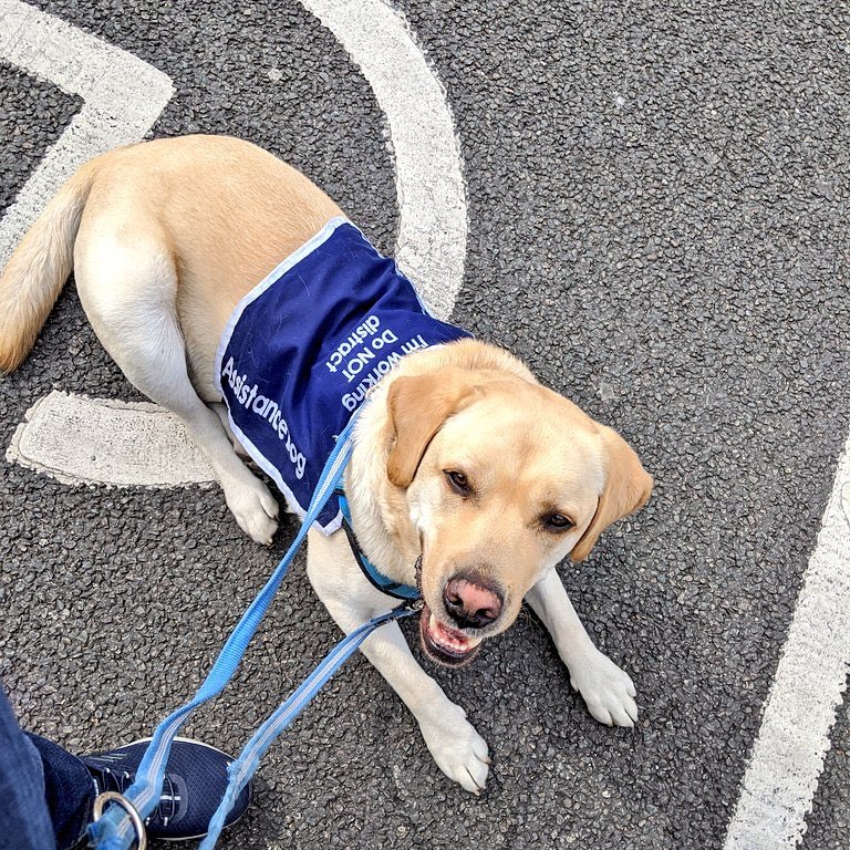 REACT_Volunteer's tweet photo. Thrilled to hear that @AssistanceZiggy &amp; Rich have signed up to @React_Response latest task ⚒

They will be volunteering in Kingston upon Thames assisting businesses &amp; the public as the town centre begins to re-open. Keep an eye out for them 👀 🐶 

#OpREACT #Covid19UK https://t.co/LVYWGHiibf