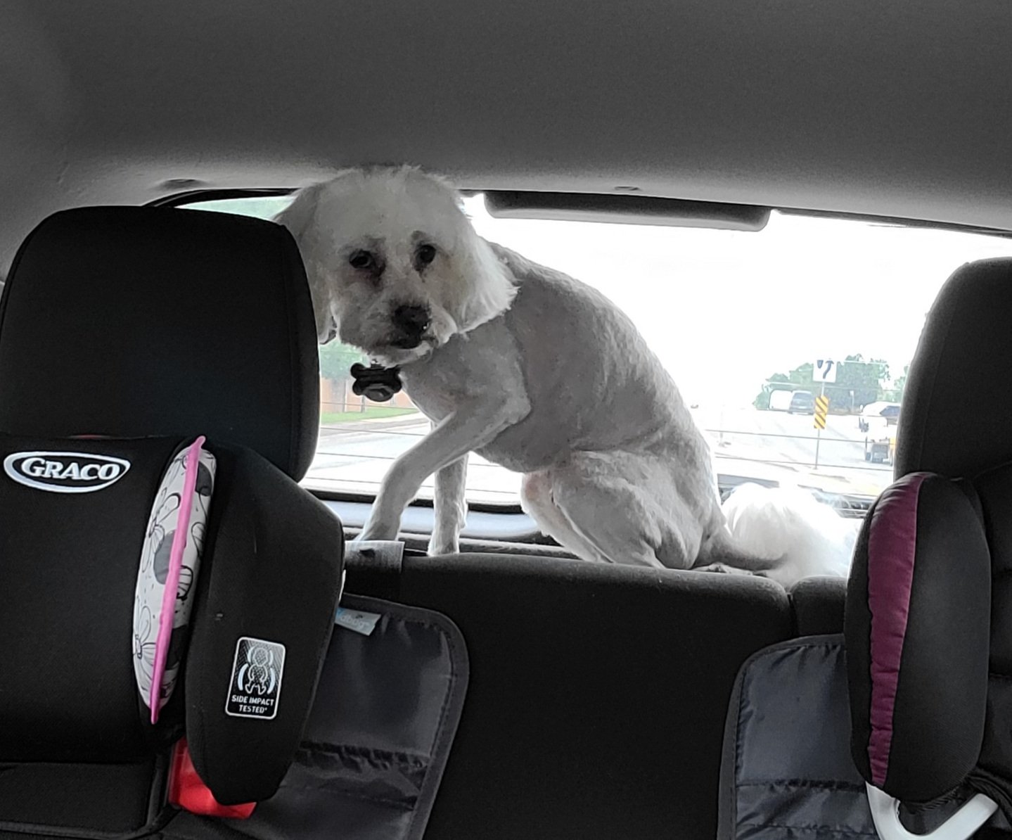 Do Dogs Need To Be Restrained In Cars Victoria