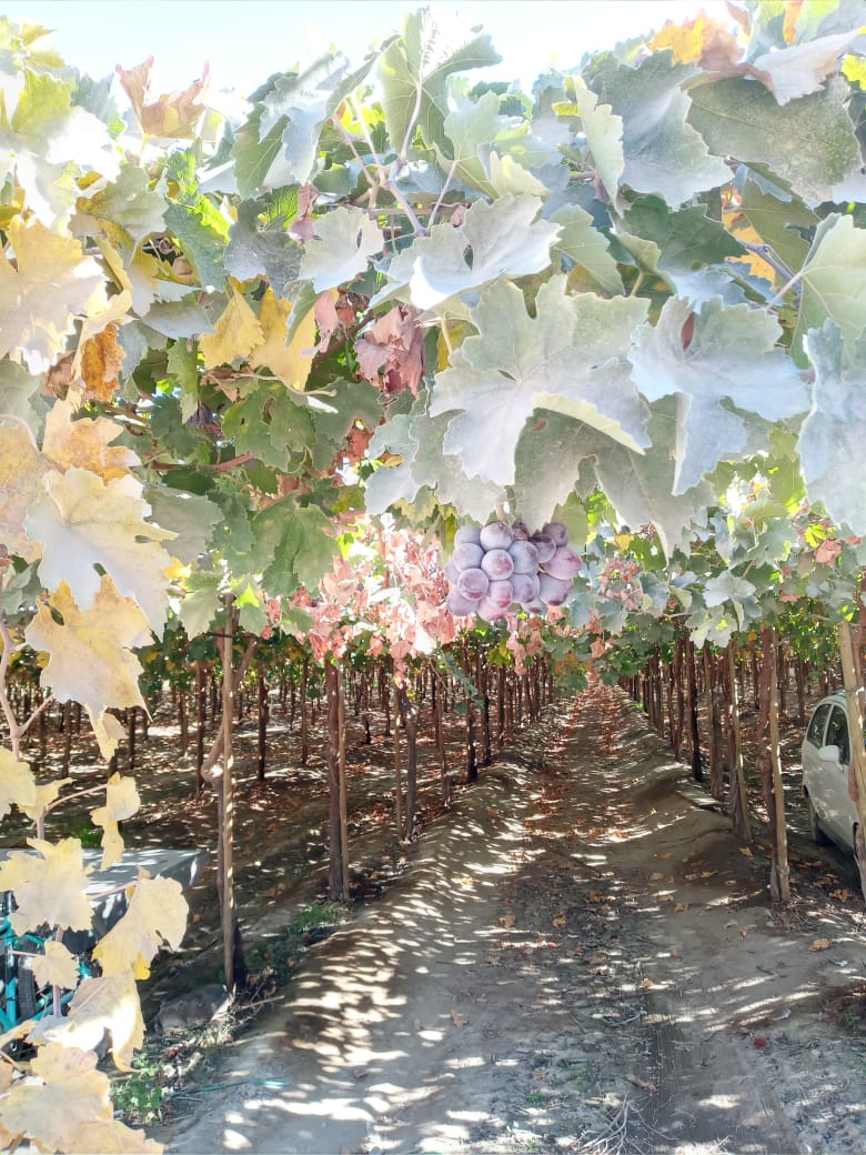 GedesChile's tweet photo. 🍇#PTIUVAATACAMA🍇te invita al Webinar "Recomendaciones Preventivas para Sector Agrícola y Packing ante el Covid-19". Exponen #ACHIPIA y #SEREMISALUDATACAMA
📆 12 junio 2020 - 🕒 10:00
Inscríbete gratis 👉https://t.co/leKHozm9Rg
📧coordinacion@ptiuvaatacama.cl
📲+56940296803 https://t.co/bubdhhGdfo