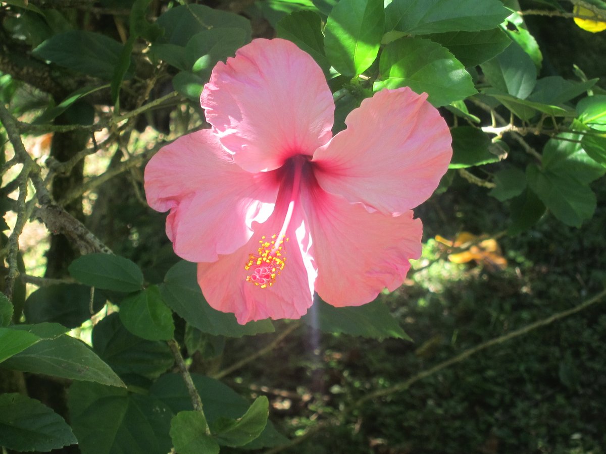 ozcollaborative's tweet image. OZC Principal, Dick, recently experienced the beauty of both Panama &amp;amp; Costa Rica.
Panama was found to be a "country of contrasts", thanks to the balance of urban and jungle area.
Costa Rica was a place of impressive wildlife, with its high percentage of national parks.