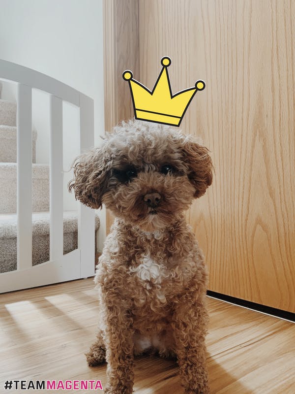 McNastia's tweet photo. This sweet girl is always waiting for me when I get home from work. 
She demands I pay attention to her when I walk in the door! 🤦🏼‍♀️🥰😂 
#pets #poodle https://t.co/l98oeys3pD