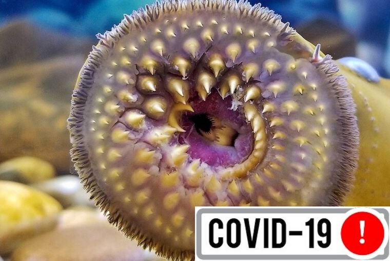 OODMag's tweet photo. Lamprey control could face setbacks.โจhttps://t.co/bMzO0ZLe0Sโจ
#Hunting #Fishing #Outdoors #Lampreys #SeaLampreys #LampreyControl #GreatLakes #GreatLakesTributaries #InvasiveSpecies #COVID19 https://t.co/zbzCdr0bzD