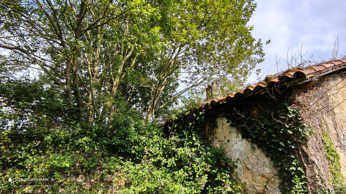 #ruined #building #ruinedbuilding #oldhouse #forest #meadows #home #greenlife #evergreenlands #stayhome #yomequedoencasa #besafe #protegete #spring #nature #shot #nofilter #shotonmyblackshark3