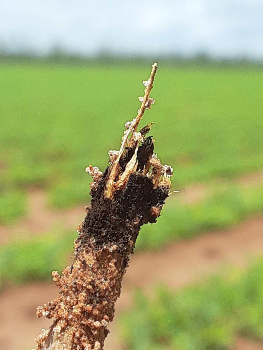 There is no shortage of seedling disease and crown rot in peanut fields this year. I've had very little field calls related to this issue, but it's easily visible even our the healthiest fields.