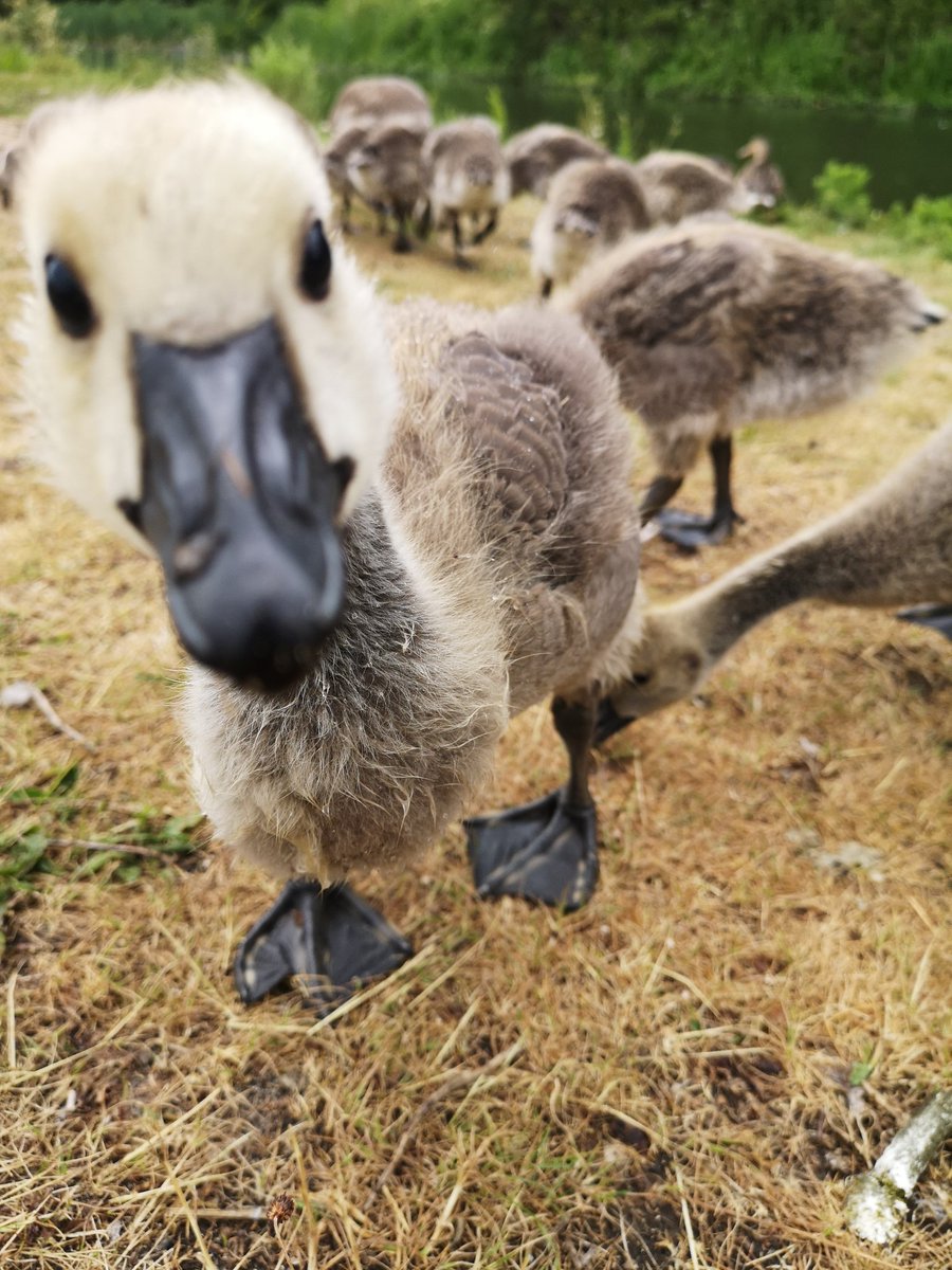 @BBCSpringwatch @ChrisGPackham I was taking some photos of the goslings at #BumbleHoleNatureReserve and this little chap ran over and suddenly became very interested in my phone 😍😃

(Gutted it wasn't focused on it's face in my rush to get the picture before it looked away 😩)