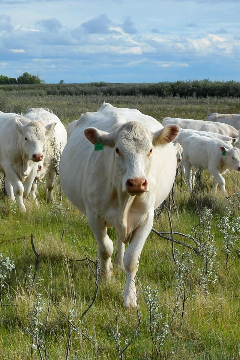 end_valley's tweet photo. END Tillie 1C (Majestic) 
END Tillie 13A (Legacy) 
END Silk 21E (Ledgen)
each has heifercalf 
#TANKcow   
#valleysendcharolais
#SaskCharolais
#CanadianCharolais
#homegrowncharolais
#polledwithpunch
#begreengowhite
#morebeeflessresources
#agmorethanever
#charolais
#charolaisfamily https://t.co/NKKGM4a31v