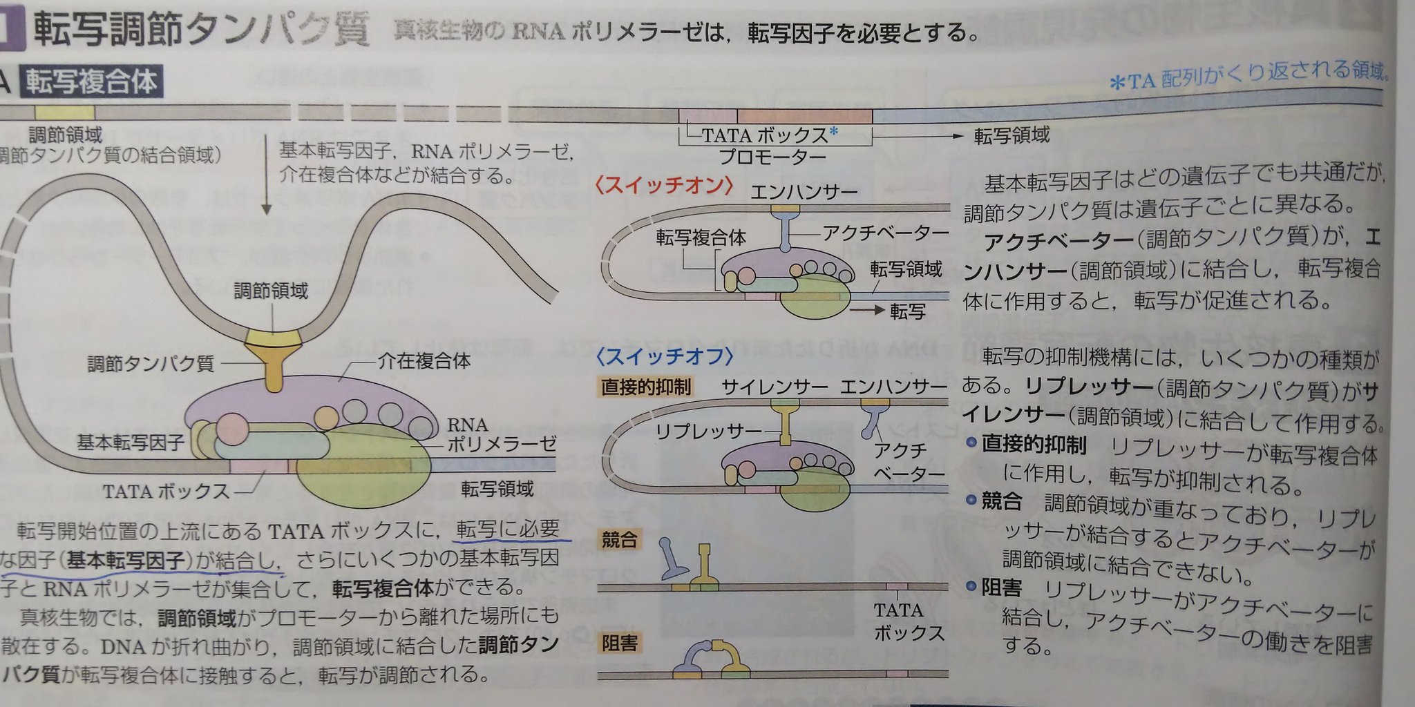 ট ইট র エセ理系 生物班 順にtata Box エンハンサー サイレンサー 原核生物とは異なり調節にはたらく領域が散在しているので 調節の際は図のようにdnaが折れ曲がります また Tata Boxに基本転写 因子が プロモーターにrnaポリメラーゼが結合し そこに ট ইট র エセ理系 生物班 順にtata Box エンハンサー サイレンサー 原核生物とは異なり調節にはたらく領域が散在しているので 調節の際は図のようにdnaが折れ曲がります また Tata Boxに基本転写 因子が プロモーターにrnaポリメラーゼが結合し そこに
