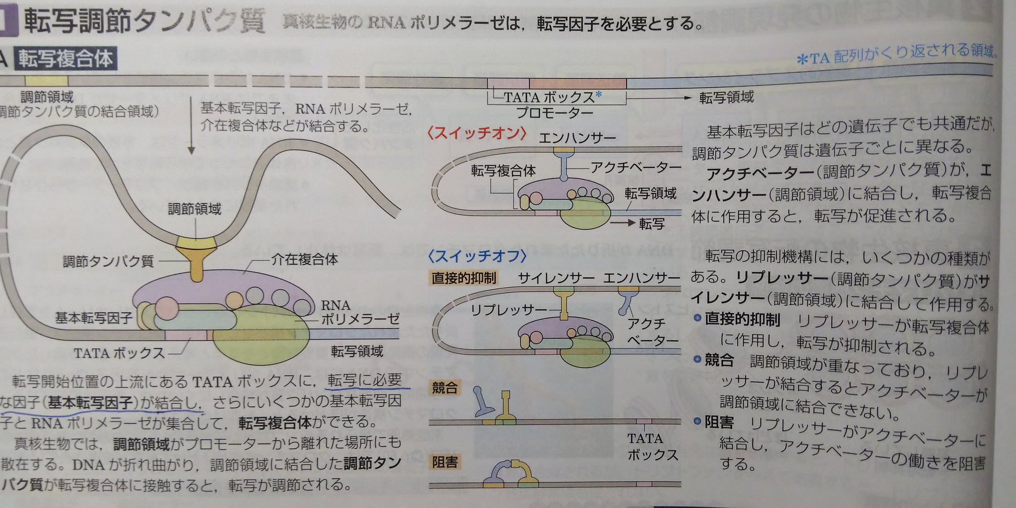 ট ইট র エセ理系 生物班 順にtata Box エンハンサー サイレンサー 原核生物とは異なり調節にはたらく領域が散在しているので 調節の際は図のようにdnaが折れ曲がります また Tata Boxに基本転写 因子が プロモーターにrnaポリメラーゼが結合し そこに