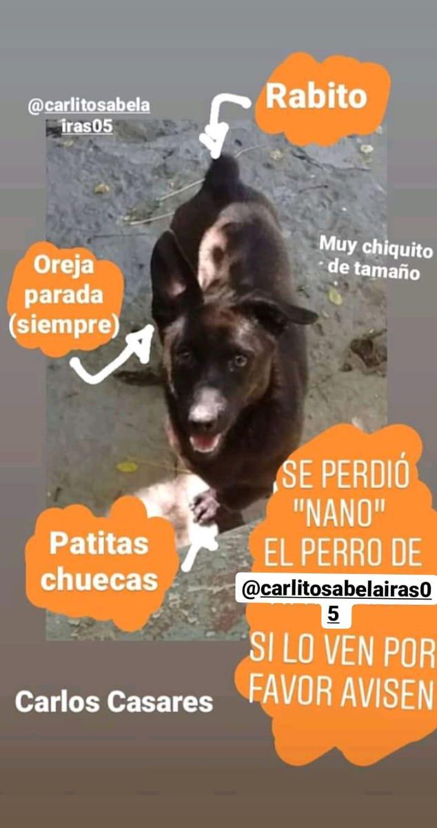MClaraFoglia's tweet photo. Se perdió Nano. Difundir por favor 
@carlitosabelair https://t.co/PSWthuQ1q1