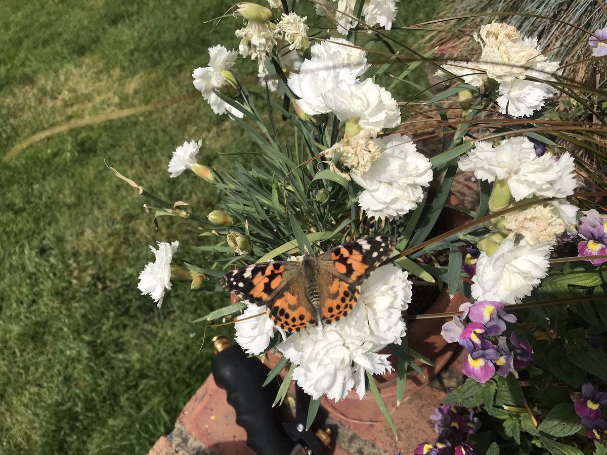 @SDFyouthclubs @surreydocksfarm @LondonYouth @JohnMuirTrust @HeadlinersLDN @WildLondon 😍 loving the 🦋 from one of our new @HABermondsey #HABGirls... Did you know, most butterflies look like they only have 4 legs but 2 are vestigial and are not used... this painted lady liked our carnations last week @edwards_dr2 #letsgetpollinating