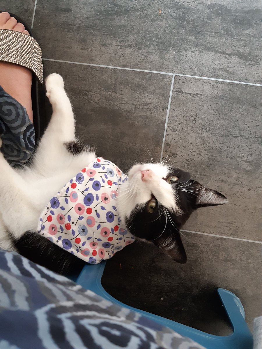 RebeccaorourkeO's tweet photo. #rescuecat #CatsOfTwitter Gilbert Sparkle Pants, my boy. Also known as Bilbo Bird Eater, or Killer. He's a cuddly little shit. https://t.co/PlmFRwdhEN