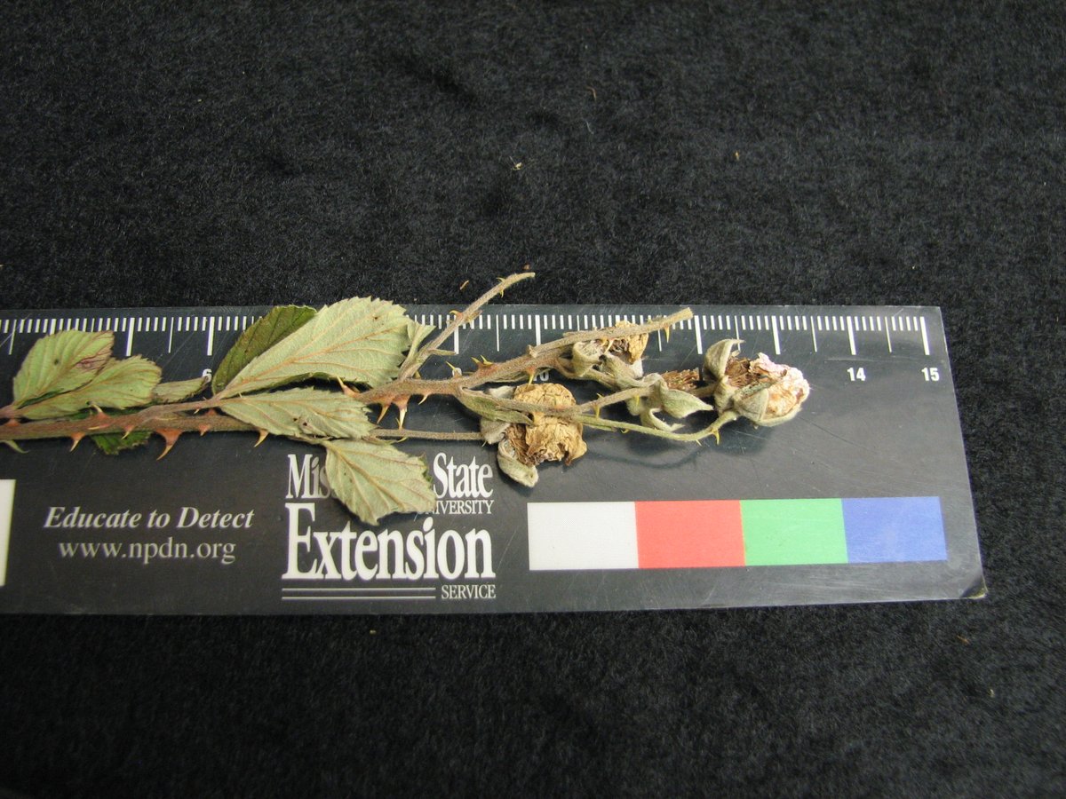 MSU Extension Plant Diagnostic Lab tweet media