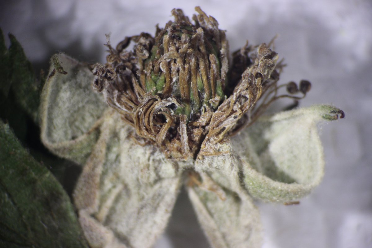 MSU Extension Plant Diagnostic Lab tweet media