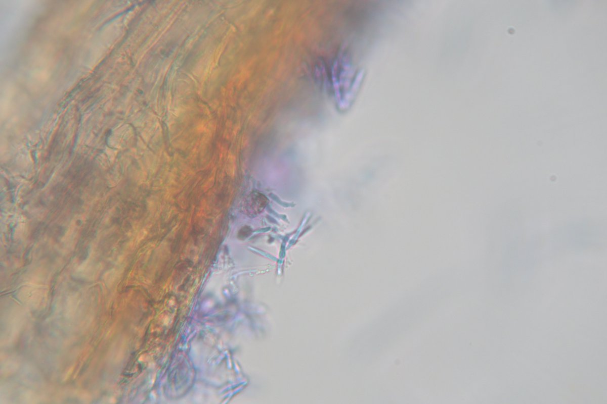 MSU Extension Plant Diagnostic Lab tweet media