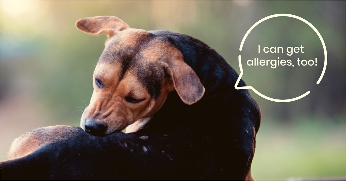 VIP Petcare tweet media