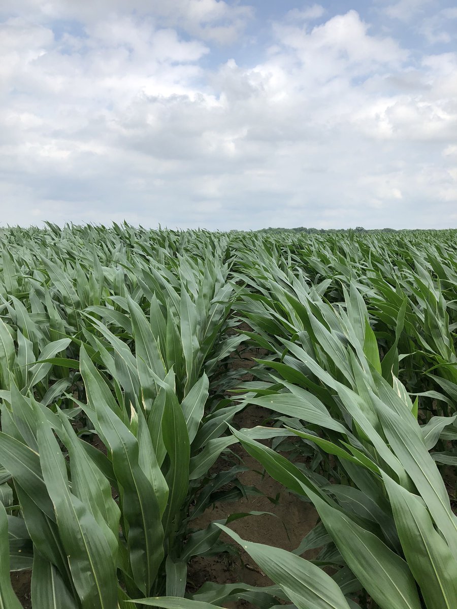 Looks like our corn is finally starting to kick it in overdrive.  Seems like it’s taken forever to get it going this year.