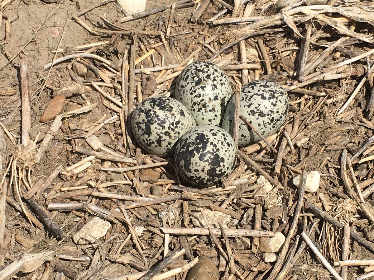 Alberta Conservation tweet media