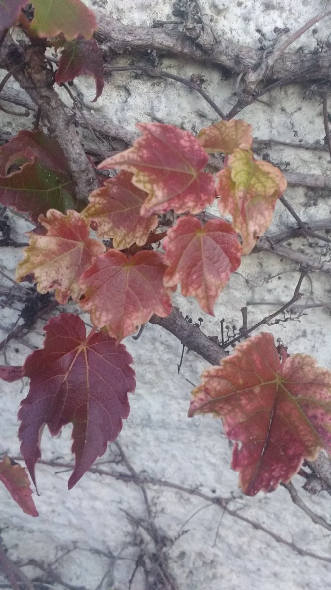 Mamistica's tweet photo. Los colores de esta planta en otoño https://t.co/OrDueHk7l7