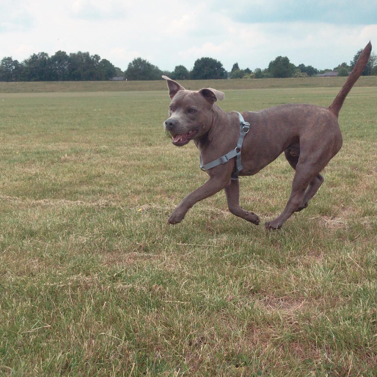 doggydropoff's tweet photo. ✨STAR OF THE WEEK✨ Hagrid 💙 We are so proud of how you’ve settled into the group! You’ve learnt so much and you’re such a friendly, playful, good boy 💙🐶👏🏻 Go Hagrid 🥳👏🏻 #manchesterdogs https://t.co/qzrJu9bLaz