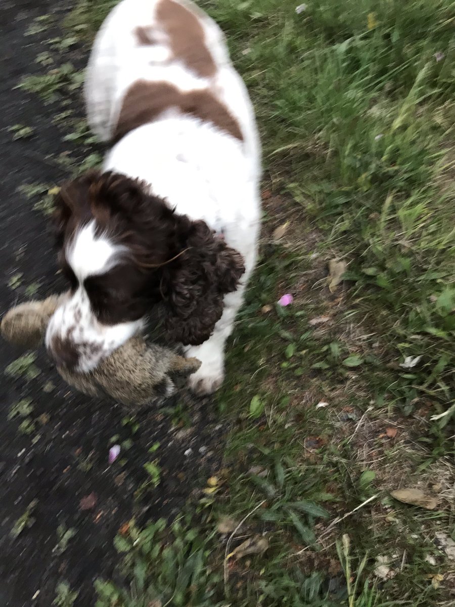 SpanielsSuper's tweet photo. I’m kind of in disgrace.... Mum is sad ....we went for a walk tonight and there was a rabbit ..... and I kind of caught it .....I was so proud, I strutted up to Mum and handed it over... she wasn’t at all appreciative 😔 she said “Oh Mo NO!” What have I done wrong ? #PoorRabbit https://t.co/fvKPcPO3cb