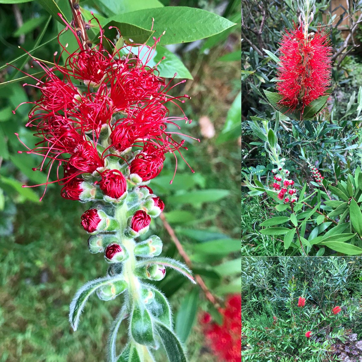 Rectory_Garden's tweet photo. Think I prefer the deep ruby buds to the open flowers but what do you think ? #callistemon #buds #flowers #myrtlefamily #australian https://t.co/4dZFTQpYRs