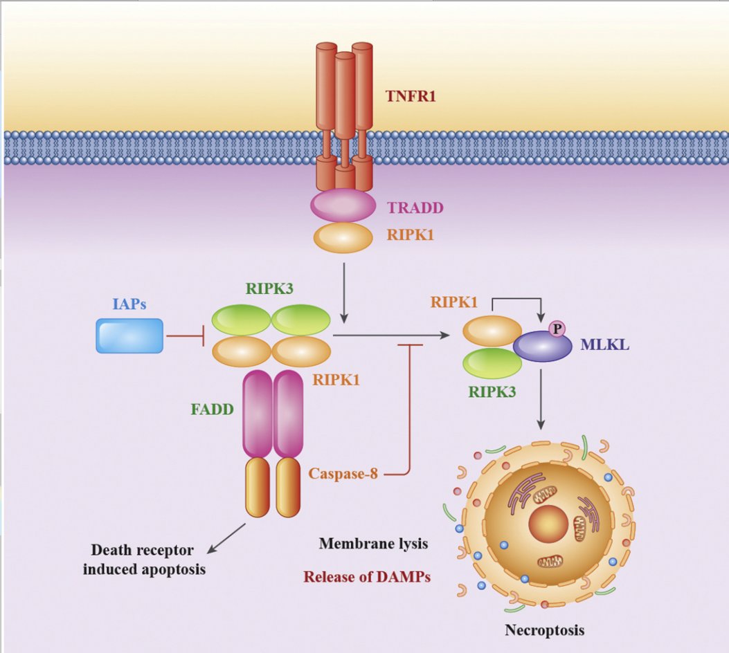 mmw_lmw's tweet photo. #Cell_Death in the Origin and Treatment of #Cancer | Necroptosis &amp; Pyroptosis | Andreas Strasser &amp;David Vaux @WEHI_research @MolecularCell https://t.co/jaXB1DGPUt https://t.co/liS0l5gy7G