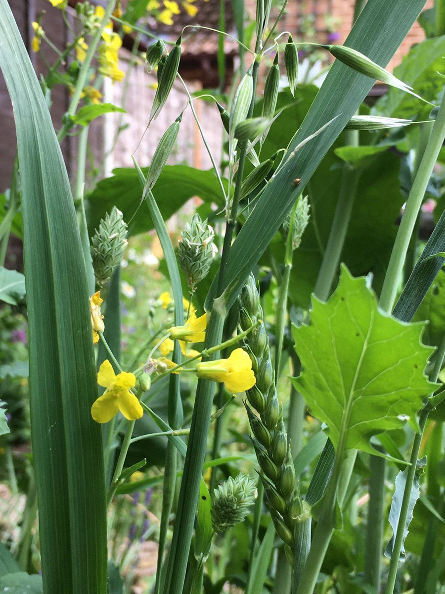 Self-seeding corner. The wheat, oats, rapeseed and canary seed uneaten by birds and squirrels grows into a haven for insects and nourishment for bees. #30DaysWild