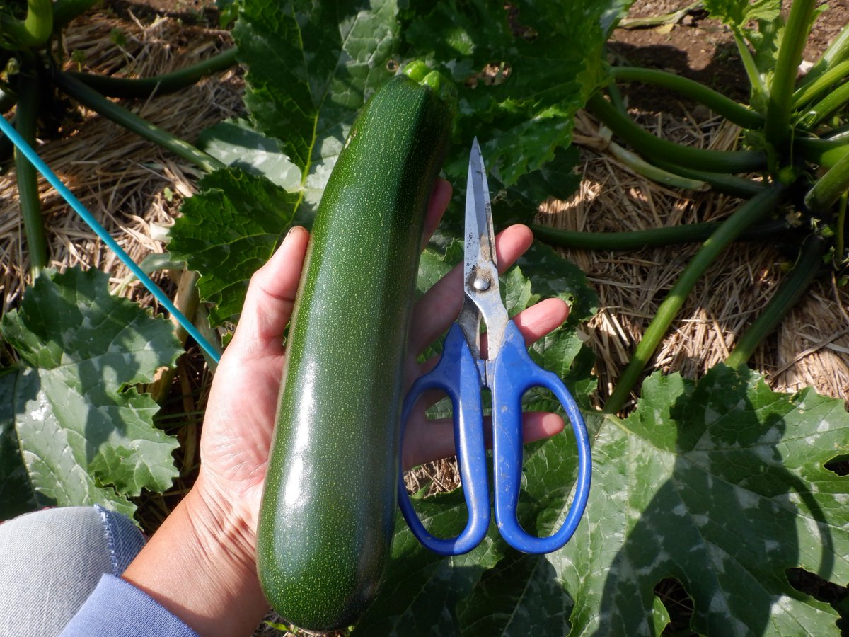 うさ 6 17 梅雨のせいか ズッキーニ は受粉に失敗したまま腐る実が多いです そんな実はなるべく早く落としちゃっておきます うどん粉病の葉っぱを落として 食べなかったミカンをカットして株元に置いてみました 何かを参考にした訳でもありません