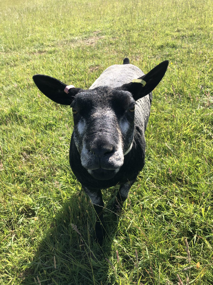 alyssa_taz's tweet photo. One of my pretty ladies! Looking forward to picking up a few more ladies from wales to expand my pedigree flock. 🥰#bluetexels #showtime https://t.co/1x4bDZpybF