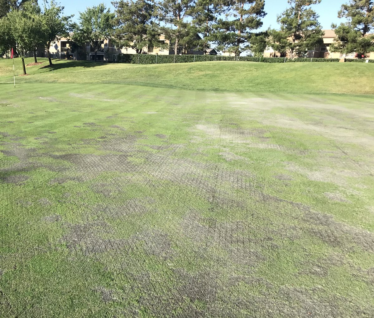 WGP_Agronomy's tweet photo. This is the aftermath of Take All Patch and Nematode Damage. #jobsavertines https://t.co/rUAoJZG1Px