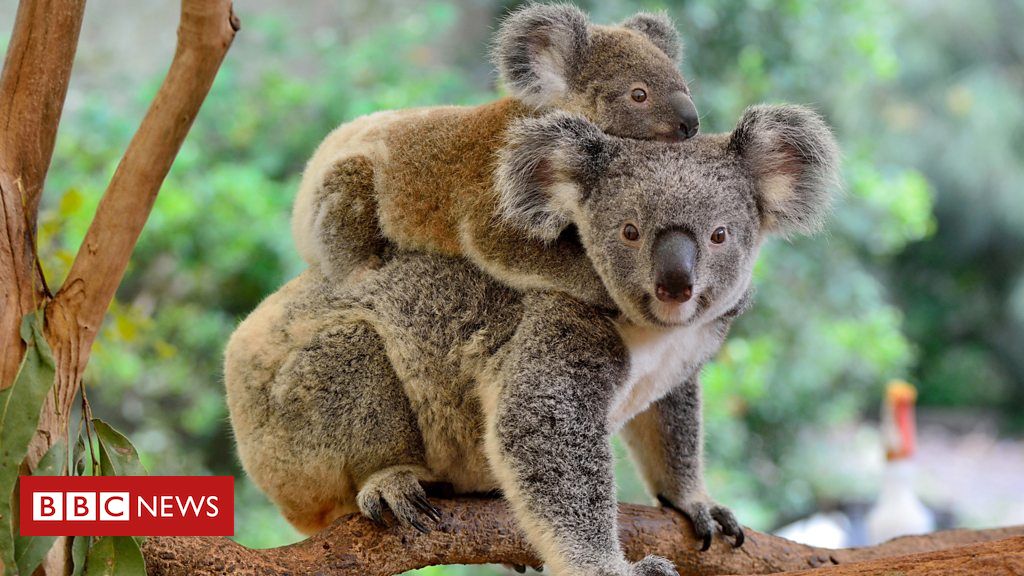 ThalesDigiSec's tweet photo. Video: Australia's wildlife is under threat from disease and bushfires. But now #drones and thermal imaging technology are being used to track their movements to help keep them safe. #techforgood #techforgoodtuesday
https://t.co/Mx7eqr5Vsc https://t.co/nMS77bDvPA
