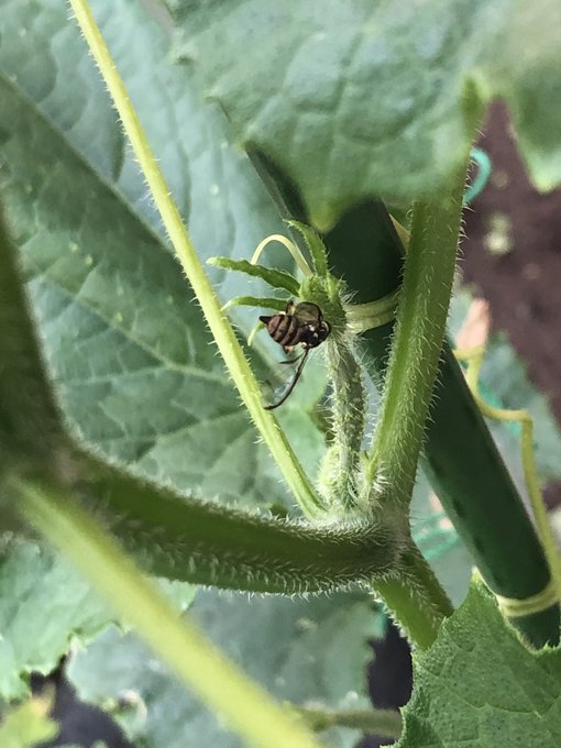 青虫のtwitterイラスト検索結果