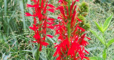 redtorok's tweet image. Turn damp spots in your yard into a colorful flower border by selecting plants that thrive with lots of moisture. Each of these perennials grows well in soggy situations. keepingyouinformed.info/trendspottr/ho…