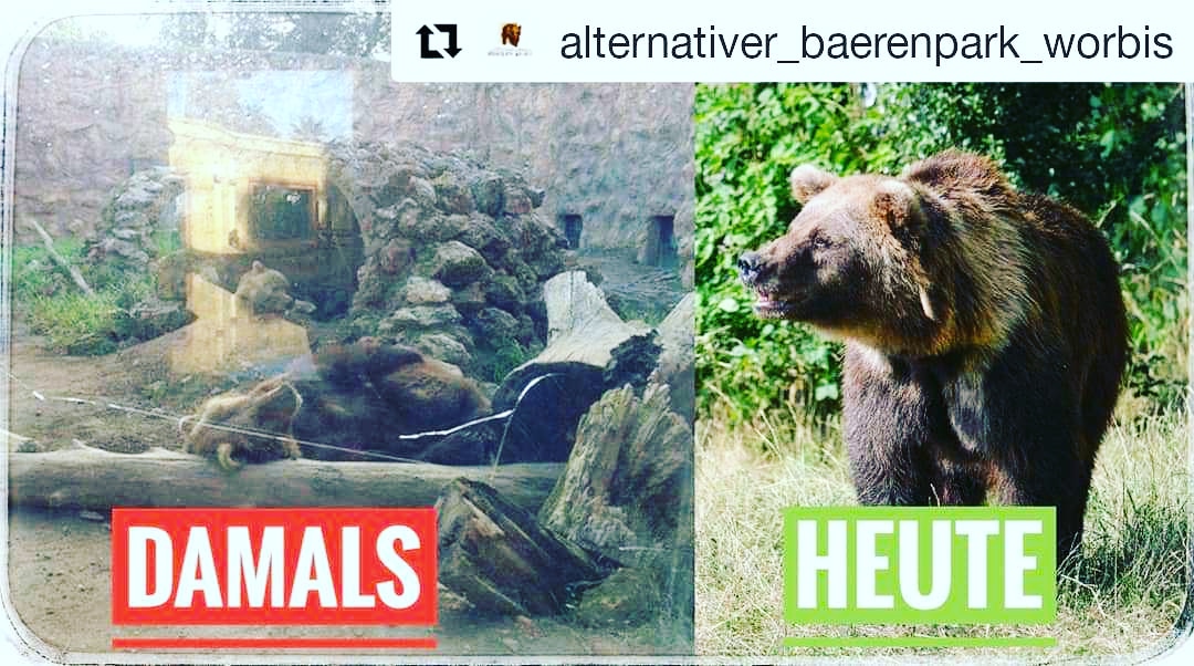 Animals_Feel's tweet photo. 🐻Hace un año rescatamos a Doro y Daria del zoo de Ayamonte. 
Fueron enviadas desde Portugal a Huelva, Ayamonte; donde permanecieron 30 años.
Gracias al Santuario por darles una segunda oportunidad.
#zoos #Bears #AnimalsRights #oso #zooayamonte https://t.co/oXL5XXyggz