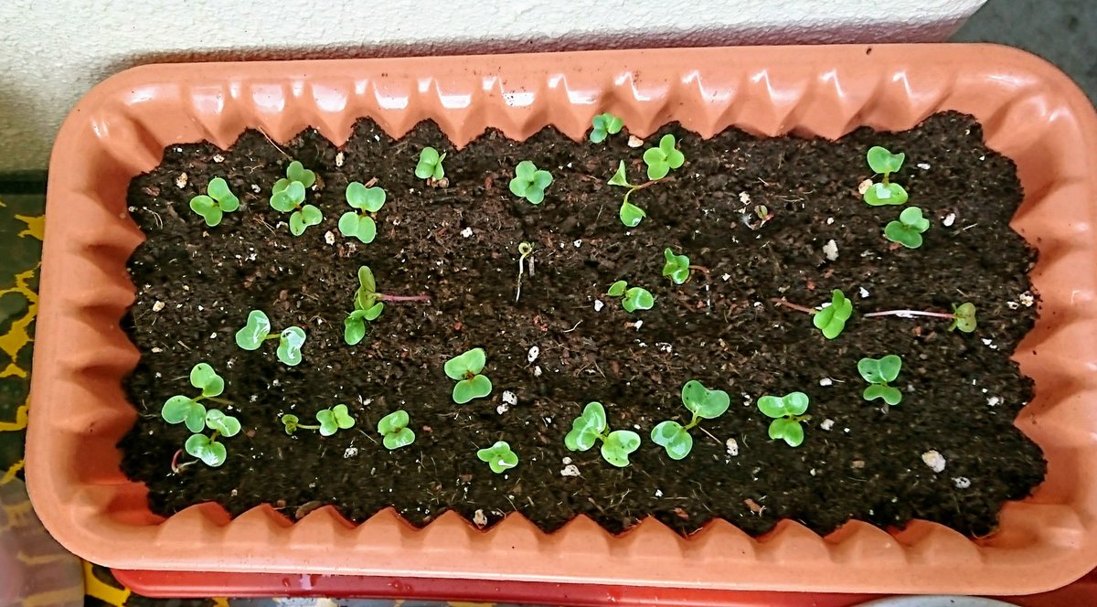 紅白はつか大根 Twitter Search