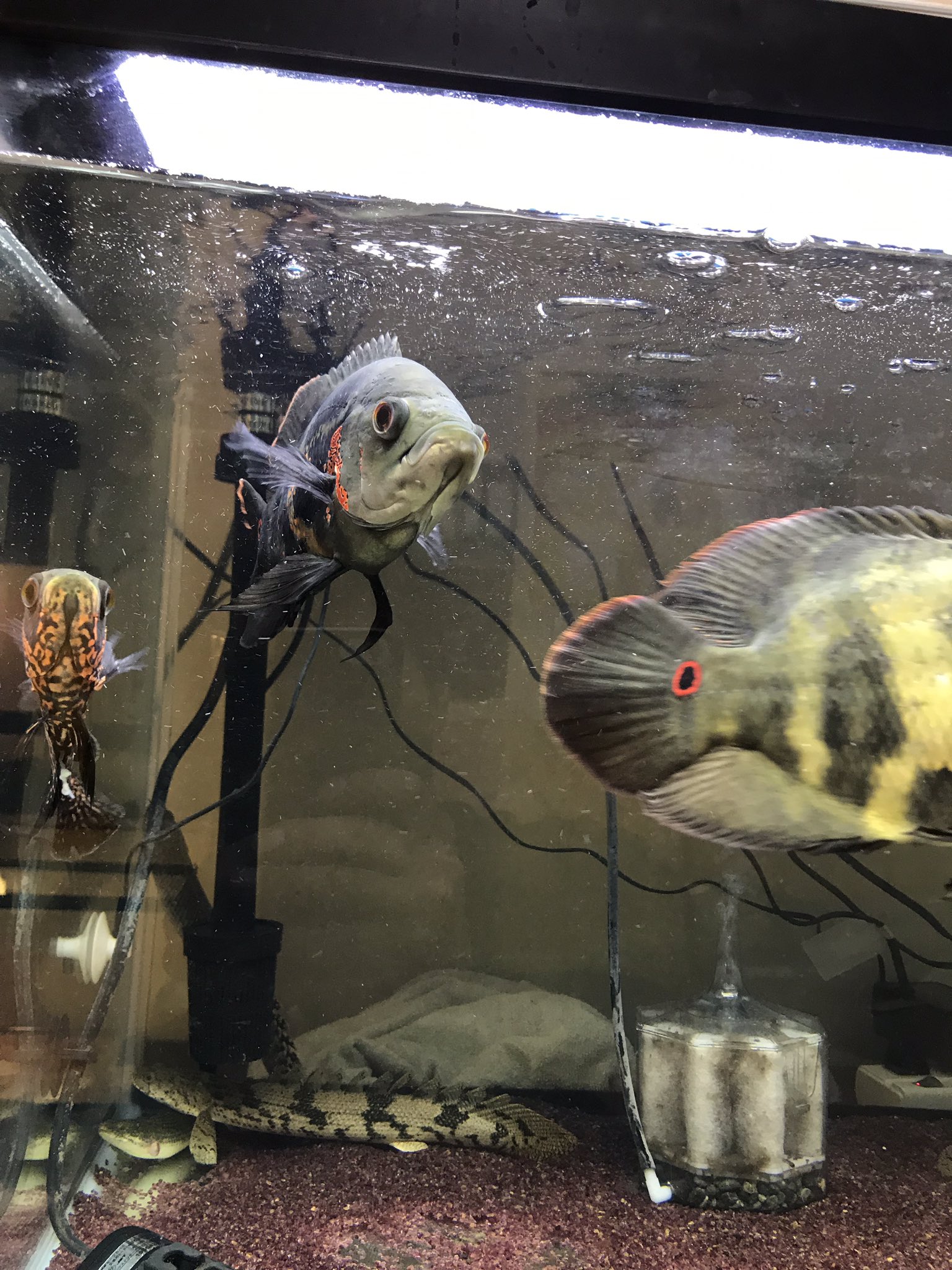 中型魚 Twitter Search Twitter