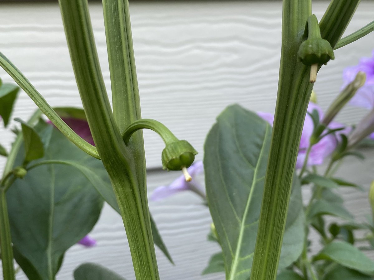 !!! i don’t know if yall can tell but the first is of actual tomatoes, they’re finally coming in after flowering and the second pic is of peppers, too, coming in after flowering!!! i’m so excited! bloom. indeed. 