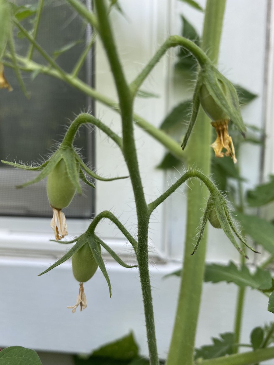 !!! i don’t know if yall can tell but the first is of actual tomatoes, they’re finally coming in after flowering and the second pic is of peppers, too, coming in after flowering!!! i’m so excited! bloom. indeed. 