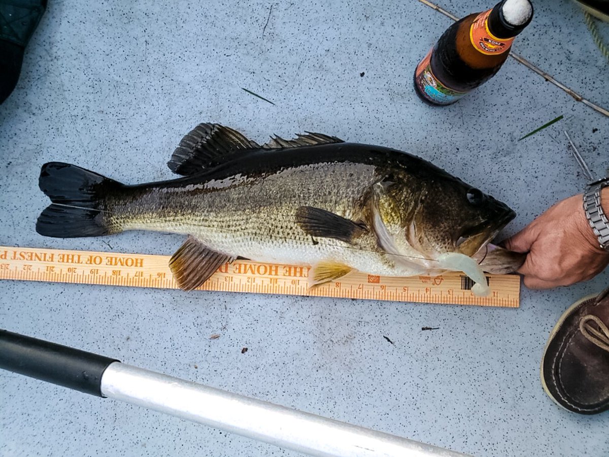 CharliesWorms's tweet photo. Sponsored Bobo’s Big Bass Rodeo. They were having a great time catching ‘em all day with our soft baits.
https://t.co/2piGl7RUZG .
. #bassfishing #charliesworms #fishingflorida #softbait #softplastics #swimbait #artificiallures #plasticworm https://t.co/iYW6O2H8Yw