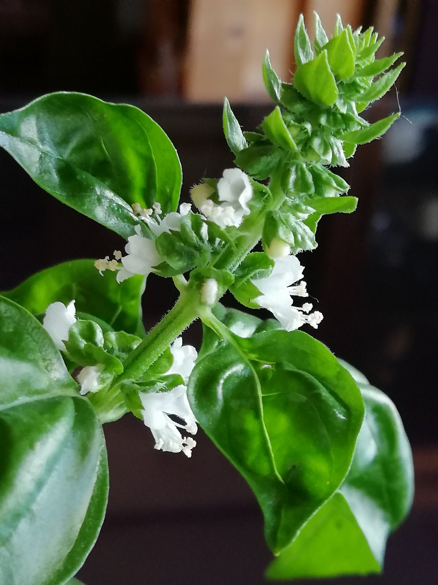 ともねんの中の人 ピスタチオ結構好き バジルの花が可愛い その上いい香りだなぁ 家庭菜園 バジル うちの花 ハーブの花