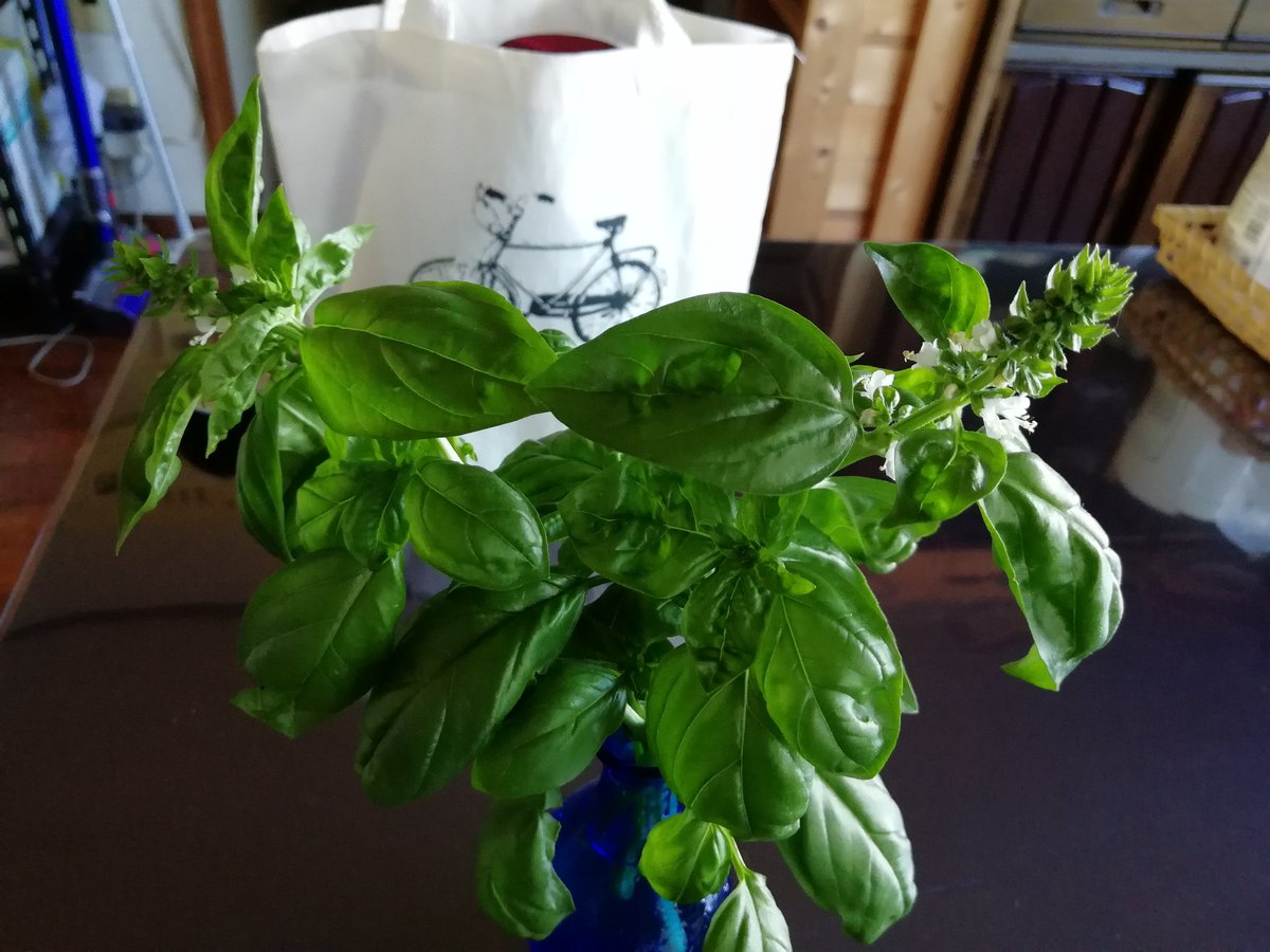 ともねんの中の人 ピスタチオ結構好き バジルの花が可愛い その上いい香りだなぁ 家庭菜園 バジル うちの花 ハーブの花