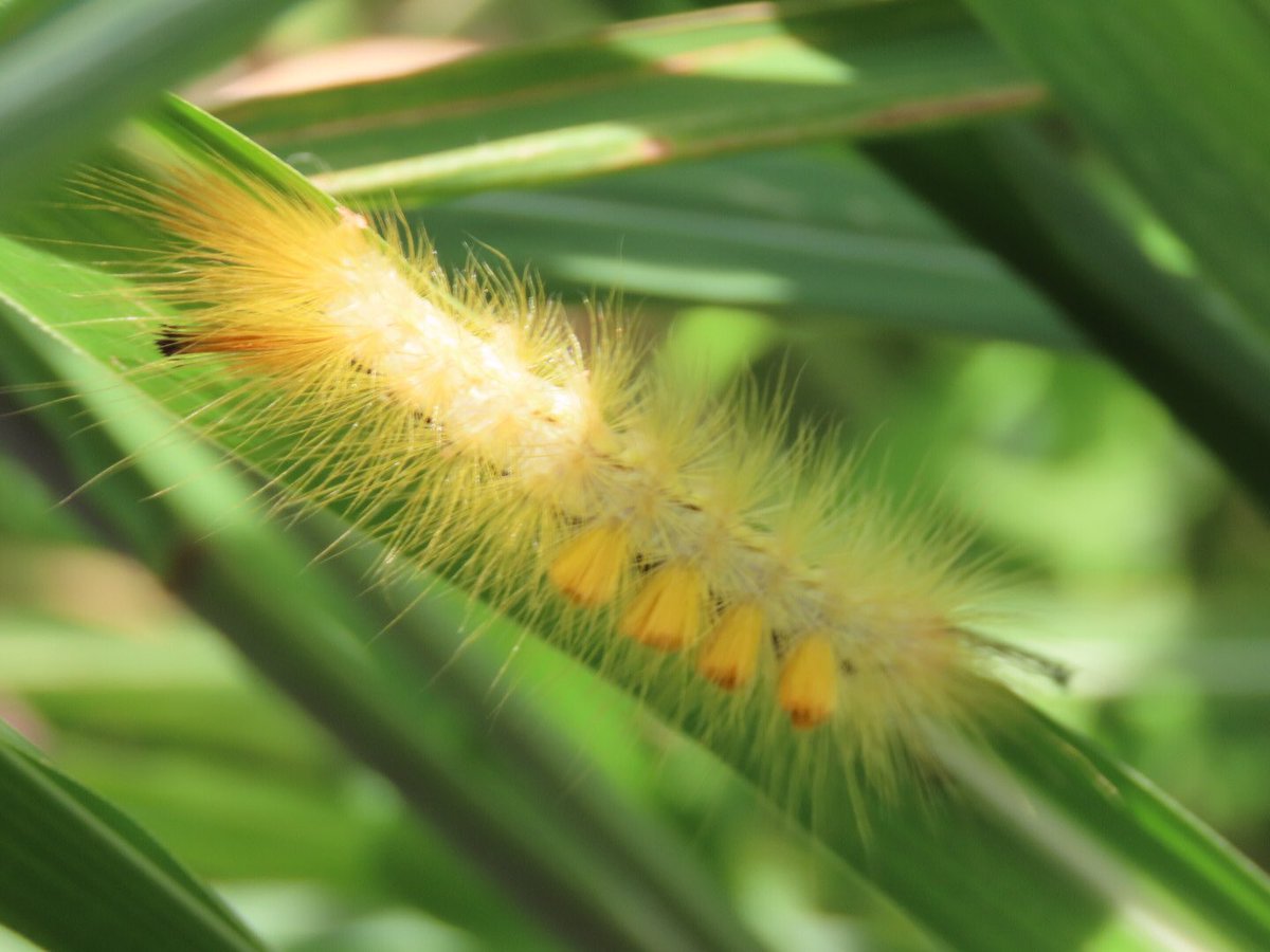 リンゴドクガ幼虫 Twitter Search Twitter