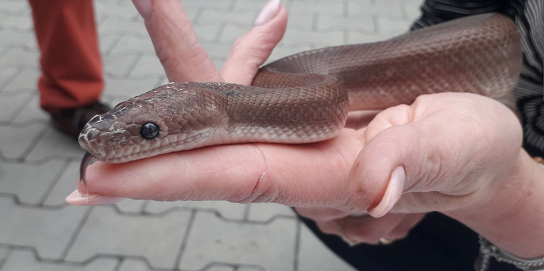 Czarna Lista Pro tweet media